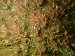 Thyone aurea