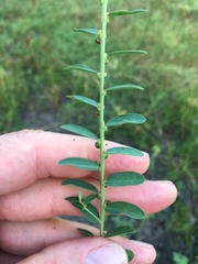 Phyllanthus evanescens