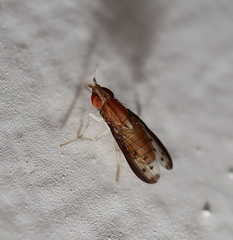 Lauxaniinae