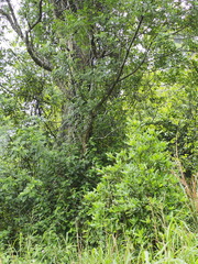 Zanthoxylum avicennae