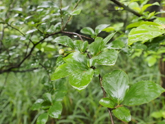 Styrax matsumuraei