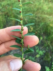 Phyllanthus evanescens