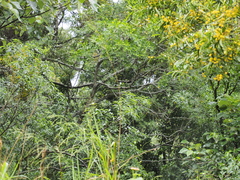 Zanthoxylum avicennae