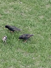 Sturnus vulgaris