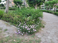 Oenothera speciosa