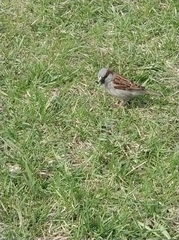 Passer domesticus