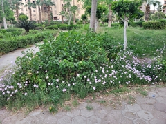 Oenothera speciosa