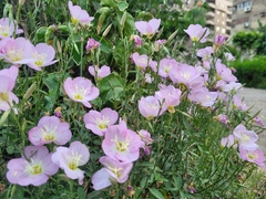 Oenothera speciosa