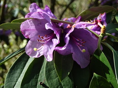 Rhododendron ririei