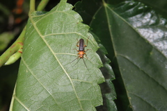 Rhagonycha micheli