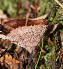 Hydnellum auratile