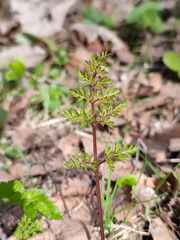 Selinum carvifolia