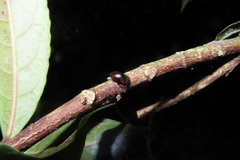 Plamius quadrinotatus