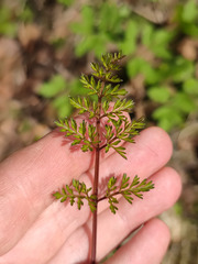 Selinum carvifolia