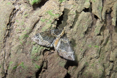 Ecliptopera umbrosaria