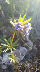 Asperula arvensis