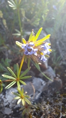 Asperula arvensis