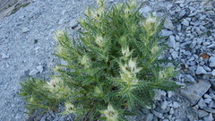 Cirsium glabrum