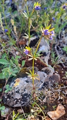 Asperula arvensis