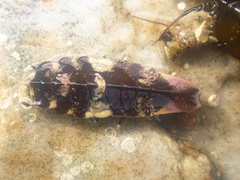 Glyptidotea lichtensteini