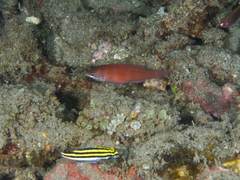 Pseudocheilinus evanidus