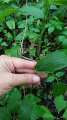 Dichanthelium latifolium