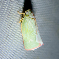 Sanurus