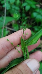 Dichanthelium latifolium
