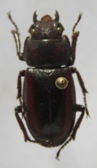 Prosopocoilus jakowleffi