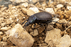 Sphaeroderus stenostomus lecontei