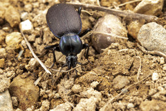 Sphaeroderus stenostomus lecontei