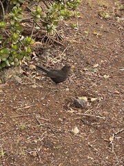 Turdus merula cabrerae