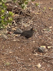 Turdus merula cabrerae