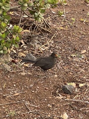 Turdus merula cabrerae