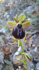 Ophrys sphegodes epirotica