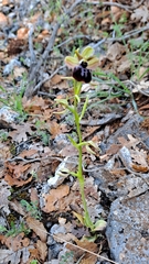 Ophrys sphegodes epirotica