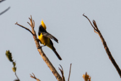 Melanochlora sultanea