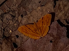 Chersonesia intermedia