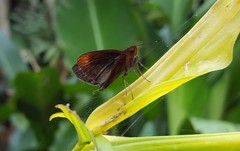 Miltomiges cinnamomea