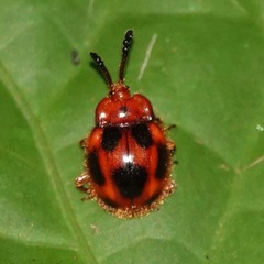 Stenotarsus pardalis