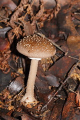 Amanita cinereoannulosa