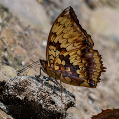Charaxes kahruba