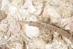 Syngnathus temminckii