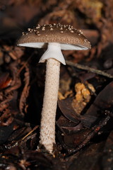 Amanita cinereoannulosa
