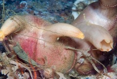 Ascidia incrassata