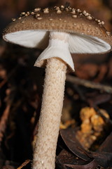 Amanita cinereoannulosa
