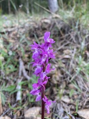 Orchis olbiensis