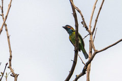 Psilopogon duvaucelii