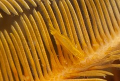 Hippolyte catagrapha