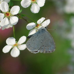 Celastrina argiolus
